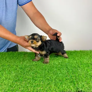 Yorkshire Terrier - Ziggy