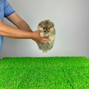 German Pomeranian Spitz - Frida