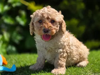 Cavapoo - Max
