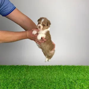 Owczarek astralijski aussie - Beira