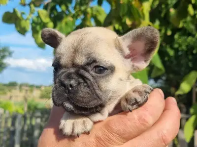 French Bulldog - Hailey