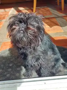 Affenpinscher - Affenvald