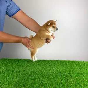 Shiba Inu - Infinity 