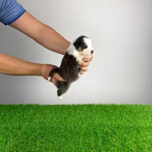 Australian Shepherd - Benivaro