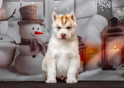 Husky siberian - Blue