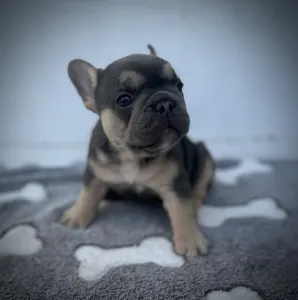 French Bulldog - Neo