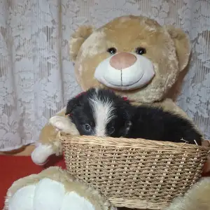 Border Collie - Dazzling Borders Beat Of My Heart