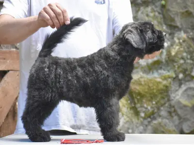 Bouvier des Flandres - Jadore De L’ Ami Gris