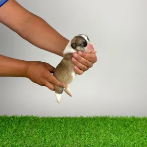 Welsh Corgi Pembroke - Dazzler