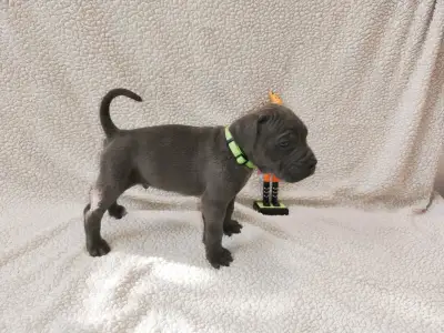 Cane Corso Italiano - Forza Di Diavolo Denise