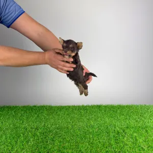 Yorkshire Terrier - Melac