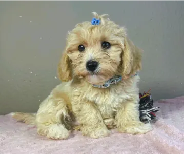 Maltipoo - Brian