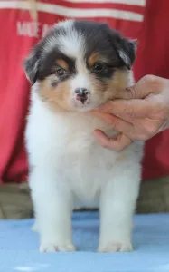 Australian Shepherd - Dailos Presious Little Diamond