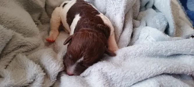 Lagotto Romagnolo - Lagotto Passion Belle Amie Margot 