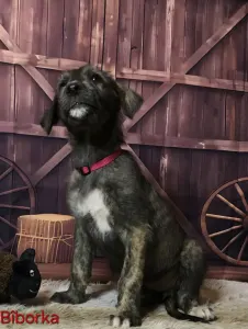 Irischer Wolfshund - Bìborka
