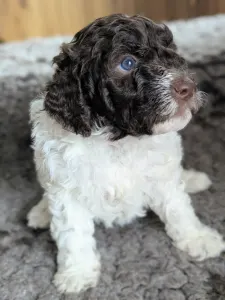 Lagotto Romagnolo - Ürömi Szarvasgombász Ignazio