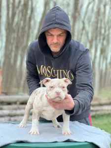 American Bully - Pocket - Merle