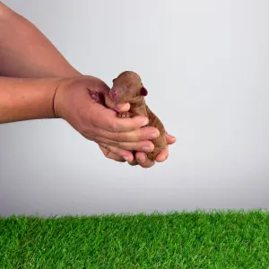 Poodle Miniature - Rena