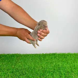 Chihuahua - Hero