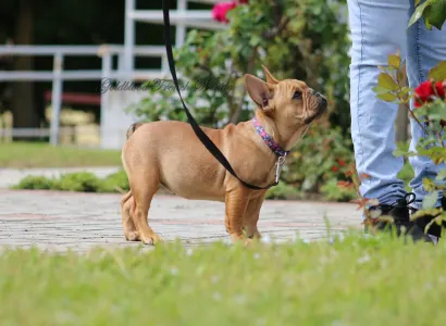 Francia bulldog - Wendy
