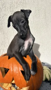 Italienisches Windspiel - Emma