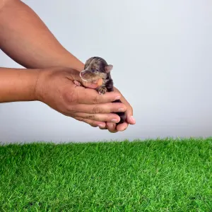 Yorkshire Terrier - Cimbo
