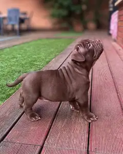 l'American Bully - Standard - Honey Berry