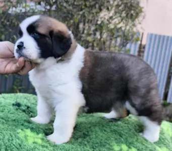 Szent Bernáthegyi kutya - Robbie