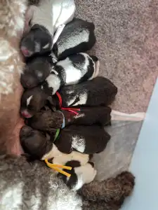 Lagotto Romagnolo - Curly Stars Of Dreams Flow