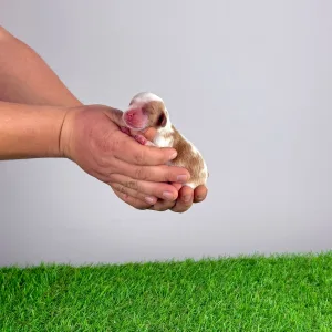 Кавалер кинг-чарльз-спаниель - Hestia 