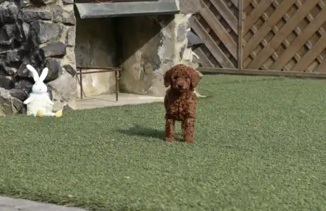 Poodle Miniature - Bravados Denis