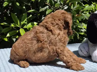 Cavapoo - Jackson