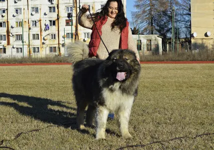 Caucasian Shepherd Dog - Sagir Russtil K.o.