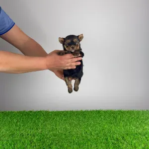 Yorkshire Terrier - Riffraff