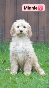 Goldendoodle - Minnie