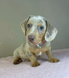 Dachshund - Lucas