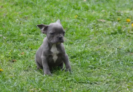 French Bulldog - Málna