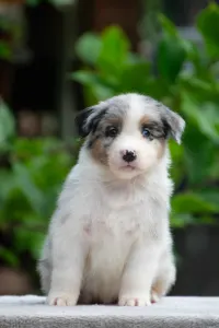 Australian Shepherd - Winstead Lunar Mumble