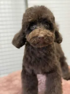 Poodle Miniature - Ubul