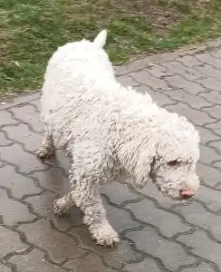 Lagotto Romagnolo - Adele