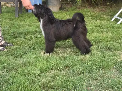 Tibetan Terrier - Giorgia 