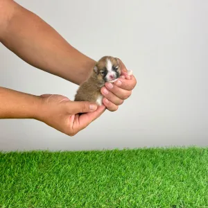 Pomeranian - Ropi
