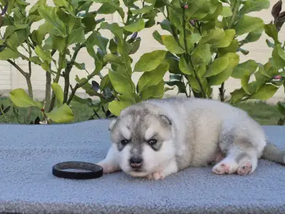 Szibériai husky - Black Boy