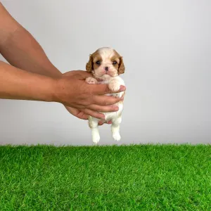 Cavalier King Charles Spaniel - Kyrill