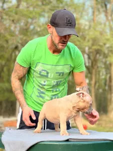 American Bully - Pocket - Daisy