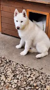 Siberian Husky - Jade Of Polar Moonlights