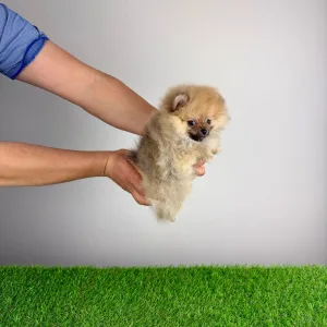 Szpic miniaturowy - Wenka