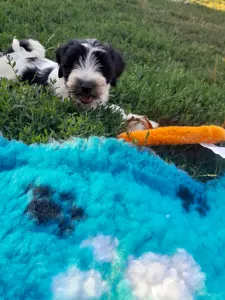 Tibeti terrier - Leroy