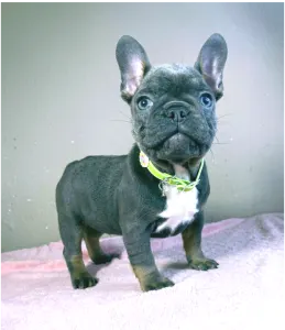 Francia bulldog - Logan