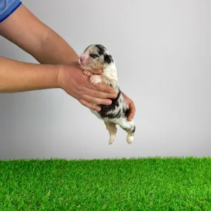 Australian Shepherd - Bennett 